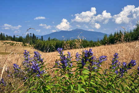 purple flowers Gentian on Hala Malorka in the Beskid Mountains, Poland