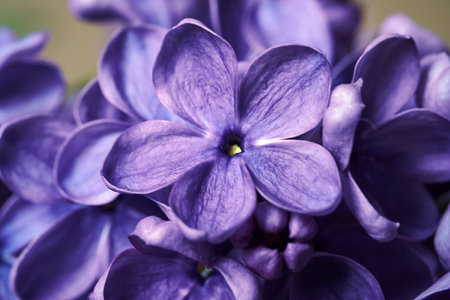 details of purple blooming lilac flower in garden in spring, Polandの写真素材