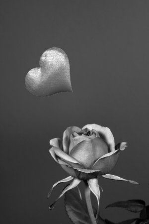 pink rose and heart for Valentine's Day, monochromeの写真素材