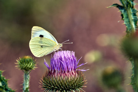 cabbage white butterfly on purple flower thistle ruffled in summer, Polandの写真素材