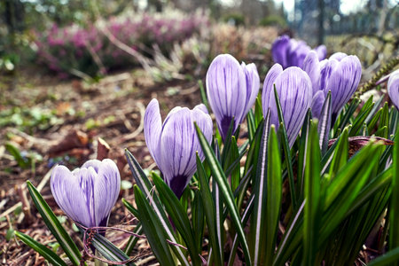 group of purple, blooming crocus flowers in a meadow in early spring, Poland