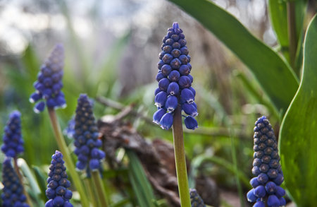 blue, blooming grape hyacinth flower in a meadow in spring, Polandの写真素材