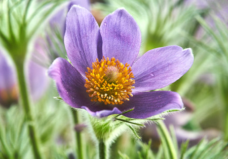 details of purple, blooming pasque flower in garden in spring, Poland