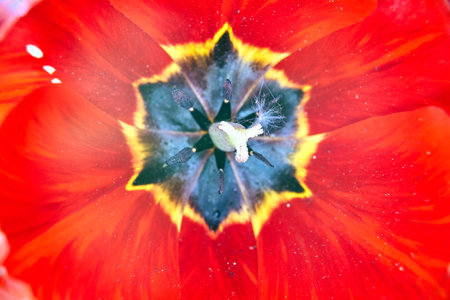 details of red blooming tulip flower in garden in spring, Poland