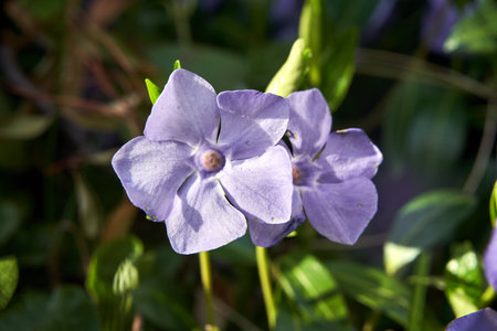 blue, blooming periwinkle flower in a meadow in spring, Polandの写真素材