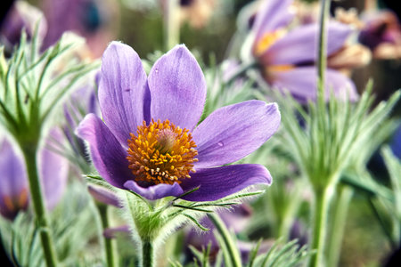 details of purple, blooming pasque flower in garden in spring, Poland