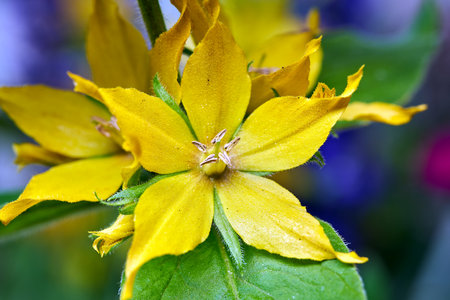close-up of a lysimachia flower in a garden during spring, Polandの写真素材