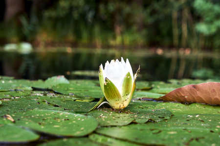 floating leaves and white flower water lily on lake water in summer, Polandの写真素材