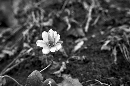 hepatica - flower in early spring in the forest, monochromeの写真素材