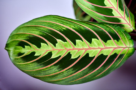 Close-up of a leaf of an ornamental potted Maranta plant, Poland