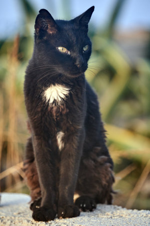 Portrait of an adult black cat on the island of Crete, Greeceの写真素材