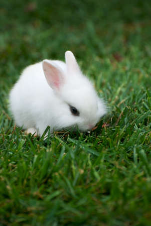 Cute white rabbit on the green grassの写真素材
