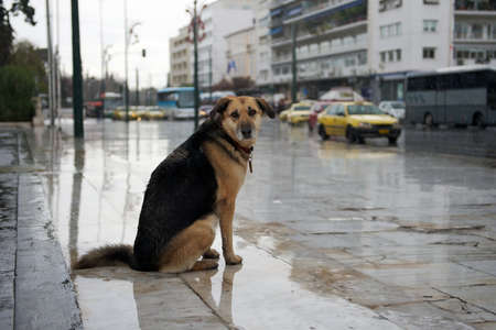 Homeless dog sitting near the road under the rainの写真素材