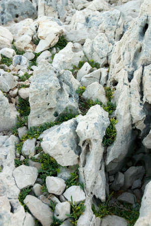 Small green cactuses growing through the rocks at the Alonissos island, Greece
