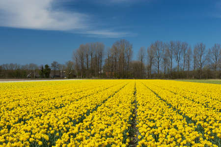 Bright yellow narcissus field in the Netherlands on a sunny dayの写真素材