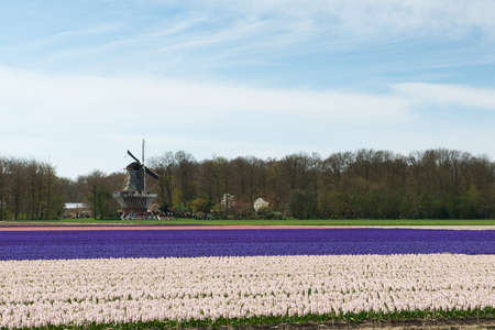 Traditional windmill and the tourists watching at the colorful hyacinths fields in the Netherlandsの写真素材