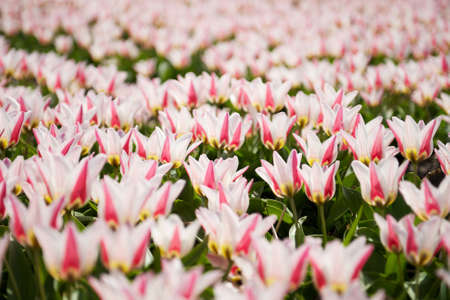 Close up of the pink tulips field in the Netherlandsの写真素材