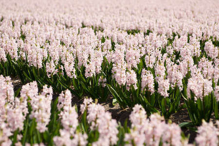 Close up of the row of light pink hyacinths growing in a field in the Netherlandsの写真素材
