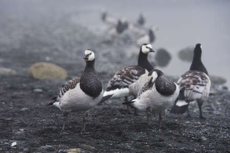 Wild canada geese walking around on a foggy evening on a pebble beach of the iceberg lagoon, Iceland