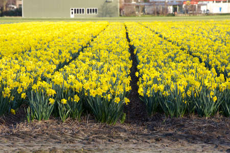 Yellow narcissus field with some buildings on the background, Netherlandsの写真素材