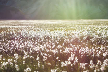 Cotton grass field with white flowers and mountains on a background in a sunset light, Iceland
