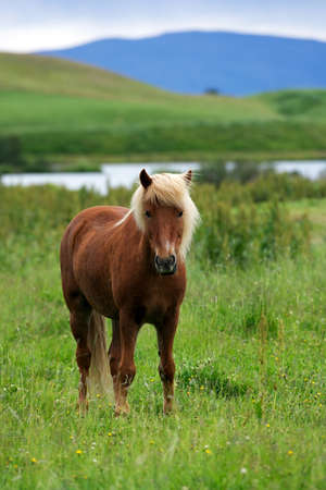 Brown icelandic horse standing in the grass and a lake on the background, Myvatn, Icelandの写真素材