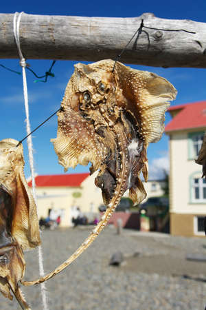 Dried fish hanging in a fishermen village on a sunny day, Hvammstangi, Iceland