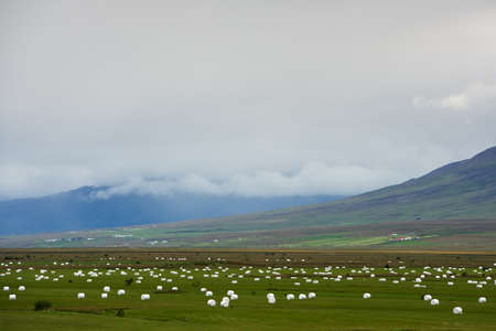 Cut grass is packed and prepared for winter storage on the green fields, Icelandの写真素材