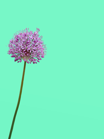 A collage on which the flower is an allium gladiator is placed on a double yellow-turquoise gradient background, which can be used as an art-image or for an inscription.の写真素材