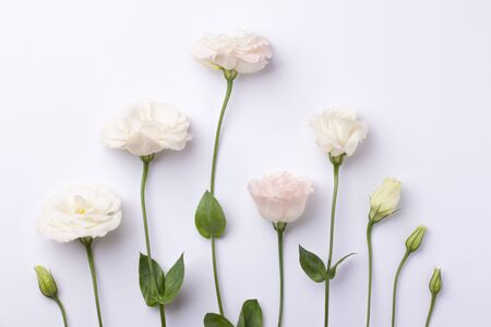 Gentle pink eustoma flowers on a pink pastel paper background.の写真素材