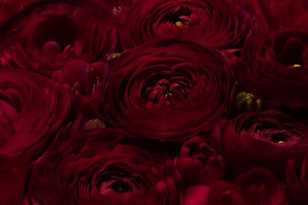 Bright floral composition of natural fresh dark ranunculi and freesia in a noble dark burgundy color.の写真素材