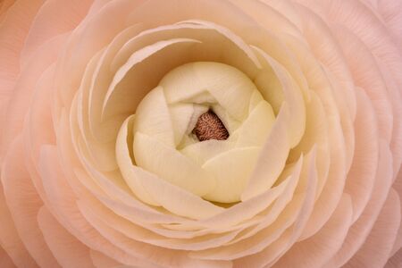Macro photography of a pastel pink-cream colour ranunculus.