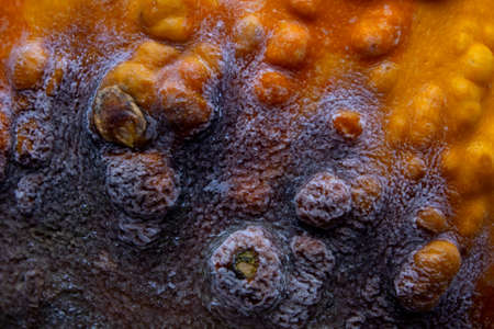 Beautiful black mold on the surface of the orange pumpkin.