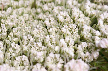 flower fieldの写真素材