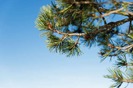 evergreenの写真素材