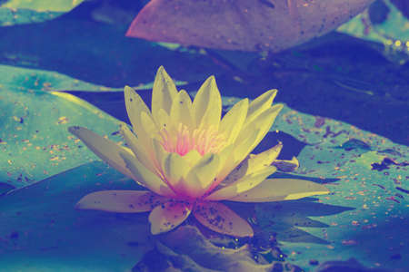 water lilyの写真素材