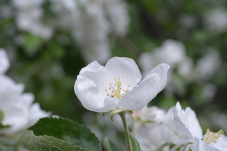 White Apple tree flowers closeupの写真素材