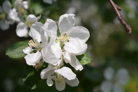 White Apple tree flowers closeupの写真素材