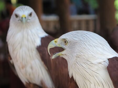 Photos of birds in the kingdom of Thailandの写真素材