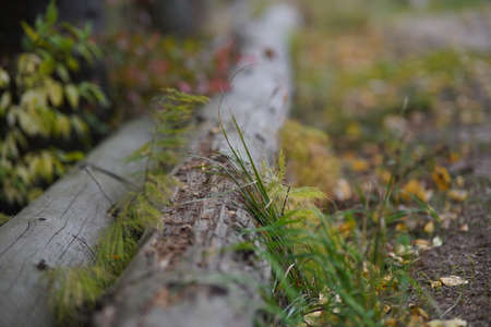 Gorgeous autumn panorama of a forestの写真素材