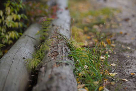 Gorgeous autumn panorama of a forestの写真素材