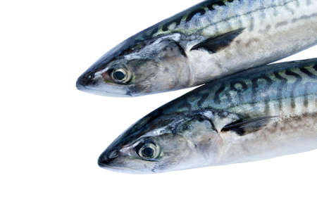 Two fresh mackerel isolated over white backgroundの写真素材