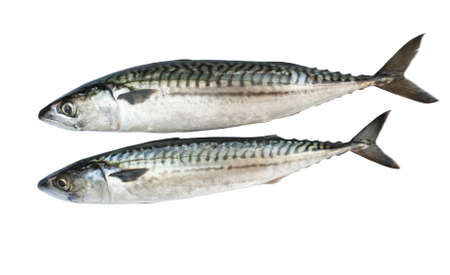 Two fresh mackerel isolated over white backgroundの写真素材