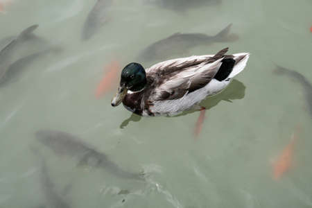 Mallard duck on the lake among fishesの写真素材