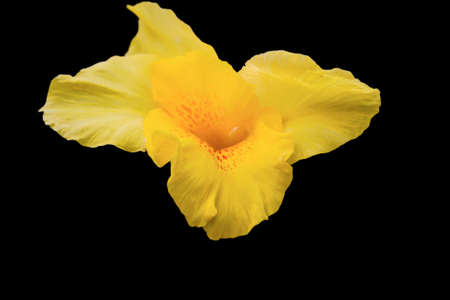 Yellow flower of narcissus (daffodil) isolated over black background