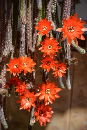 Flowers of Rats Tail Cactus