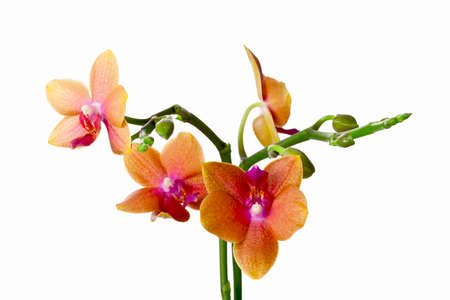 Colored cultivated orchid isolated on white background - ideal greeting cardの写真素材