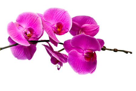 Colored cultivated orchid isolated on white background - ideal greeting cardの写真素材