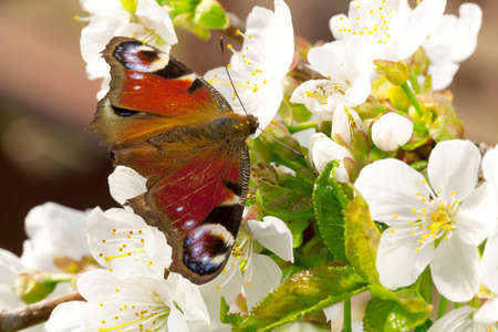 Beautiful butterfly on flowers - close upの写真素材