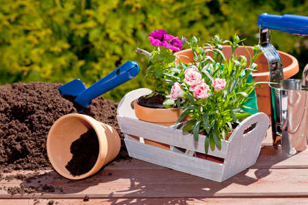 Planting flowers in the garden homeの写真素材